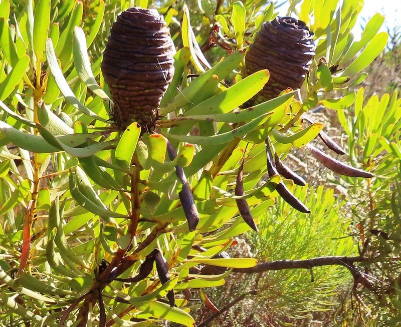 Leucadendron platyspermum, photographed by linkie