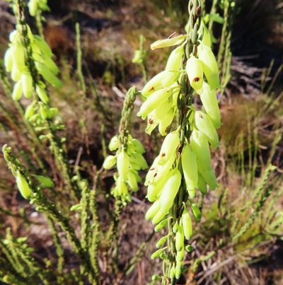 Erica penduliflora, photographed by linkie