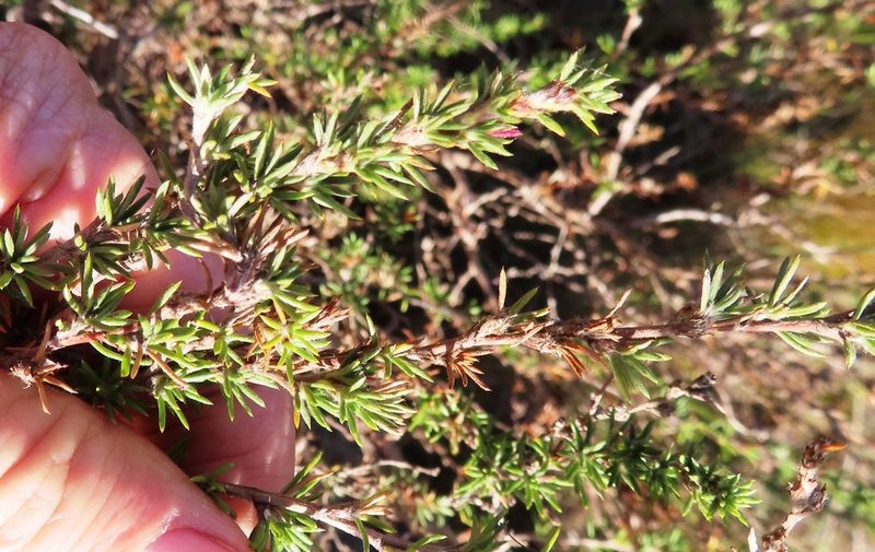 Cliffortia stricta, photographed by linkie