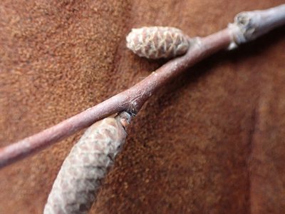 Corylus cornuta, photographed by Mary Krieger