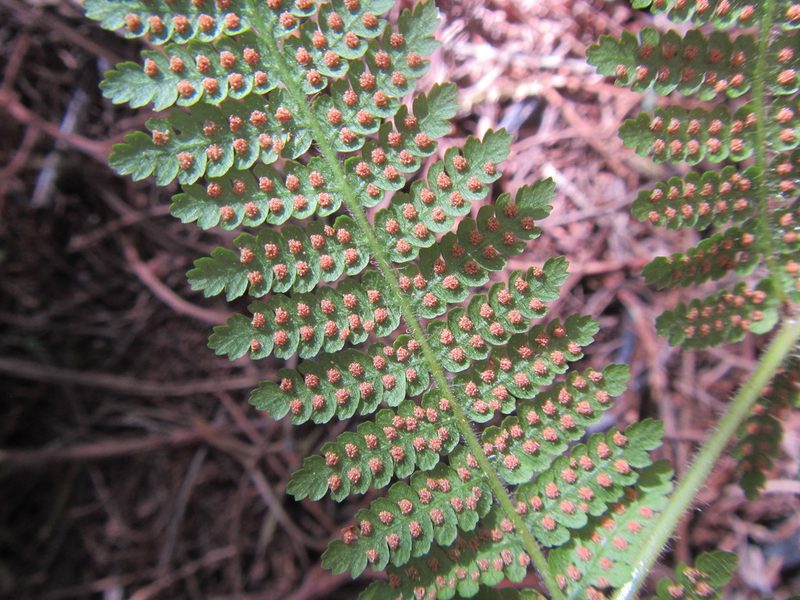 Hypolepis sparsisora, photographed by douglaseustonbrown
