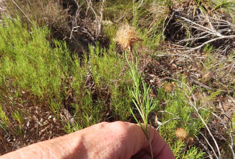 Pteronia tenuifolia, photographed by linkie