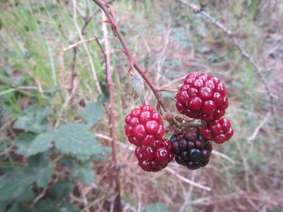 Rubus affinis, photographed by douglaseustonbrown