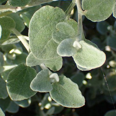 Helichrysum petiolare, photographed by Nicola van Berkel