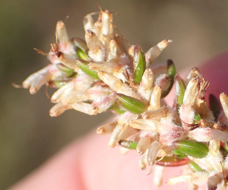 Erica uberiflora, photographed by Nicola van Berkel