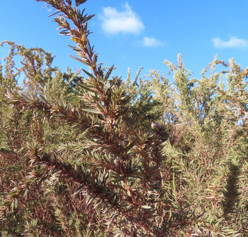 Cliffortia longifolia, photographed by linkie