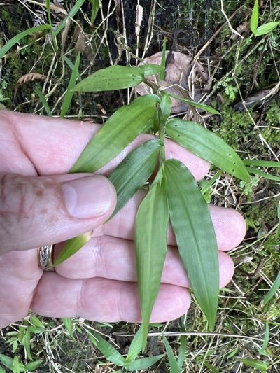 Ichnanthus pallens, photographed by Alan Weakley