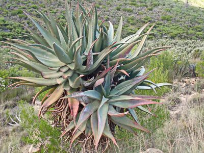 Aloe ferox, photographed by Di Turner
