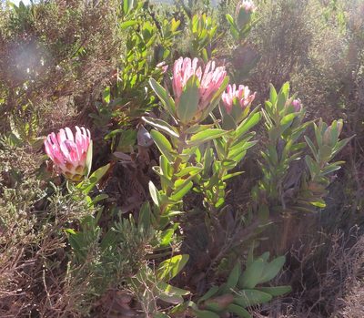 Protea compacta, photographed by linkie