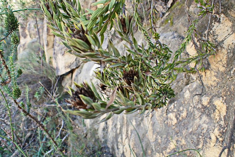 Oedera calycina, photographed by Di Turner
