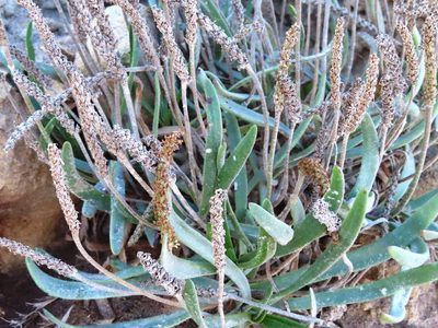 Plantago carnosa, photographed by linkie