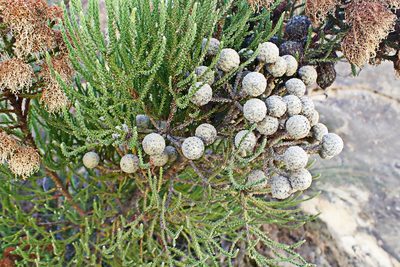 Brunia noduliflora, photographed by Di Turner