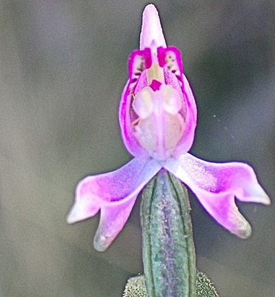 Disperis macowanii, photographed by Di Turner