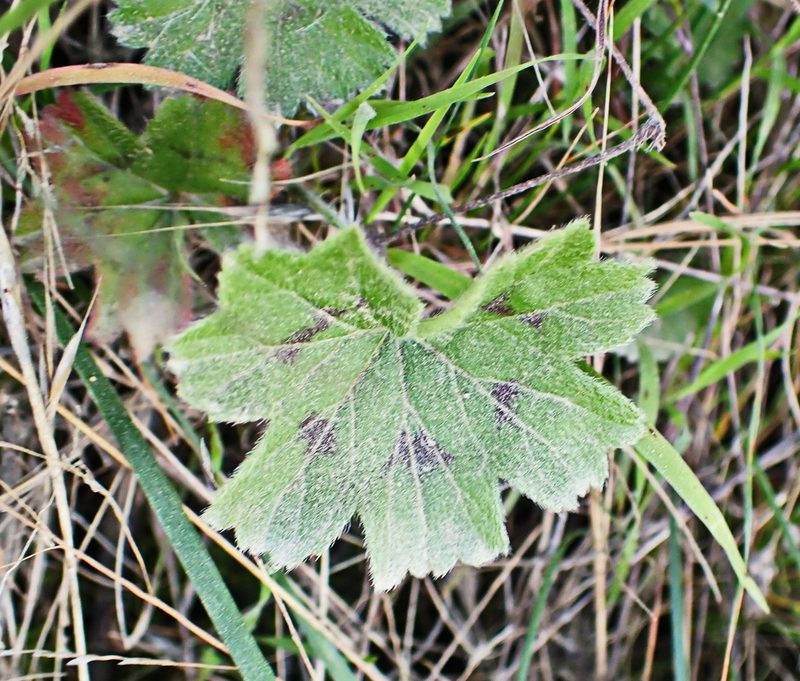 Pelargonium alchemilloides, photographed by Di Turner
