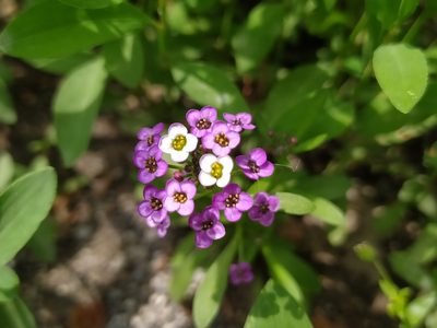 Lobularia maritima, photographed by Vasileia Sef