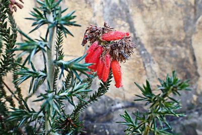 Erica cerinthoides, photographed by Di Turner