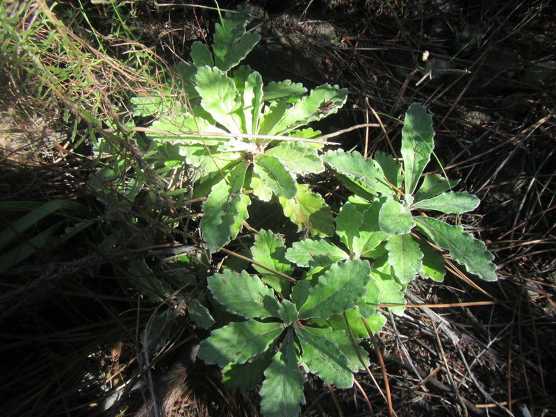 Hermas quercifolia, photographed by douglaseustonbrown