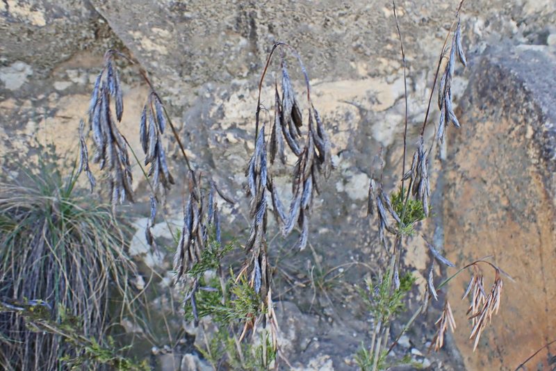 Thamnochortus rigidus, photographed by Di Turner