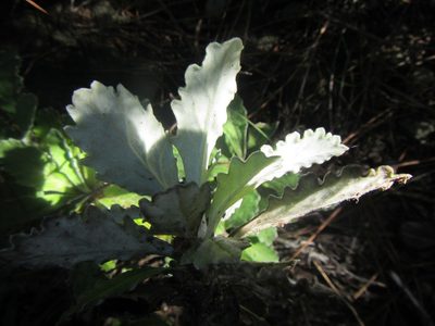 Hermas quercifolia, photographed by douglaseustonbrown