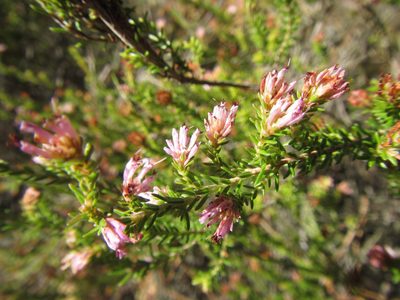 Erica labialis, photographed by douglaseustonbrown