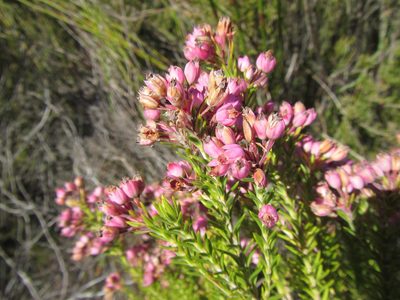 Erica taxifolia, photographed by douglaseustonbrown