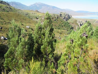 Widdringtonia nodiflora, photographed by douglaseustonbrown
