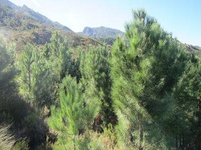Pinus pinaster, photographed by douglaseustonbrown