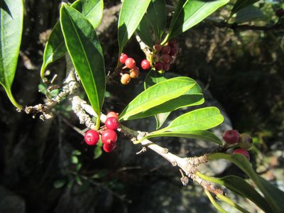Ilex mitis, photographed by douglaseustonbrown