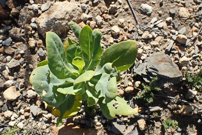 Othonna parviflora, photographed by Di Turner