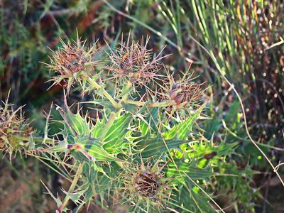 Berkheya cruciata, photographed by Di Turner