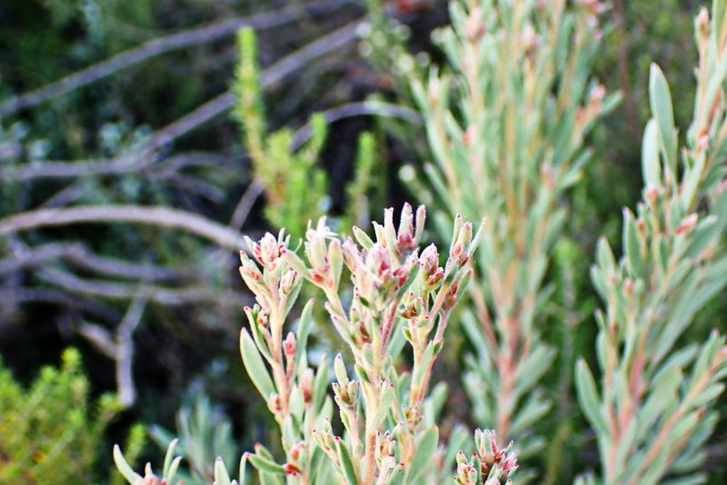 Leucadendron rubrum, photographed by Di Turner