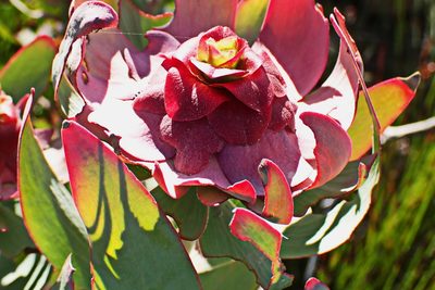 Leucadendron tinctum, photographed by Di Turner