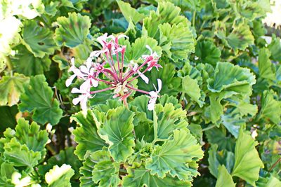 Pelargonium zonale, photographed by Di Turner
