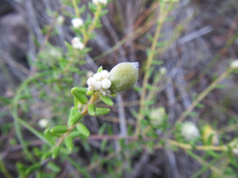 Phylica lasiocarpa, photographed by douglaseustonbrown