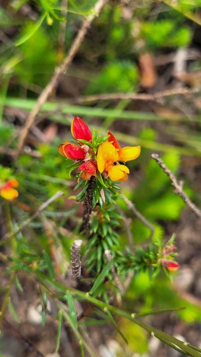 Phyllota squarrosa, photographed by Eamonn Culhane
