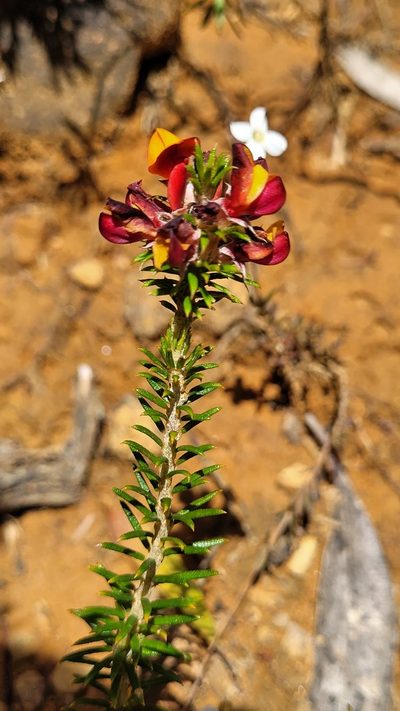 Phyllota squarrosa, photographed by Eamonn Culhane