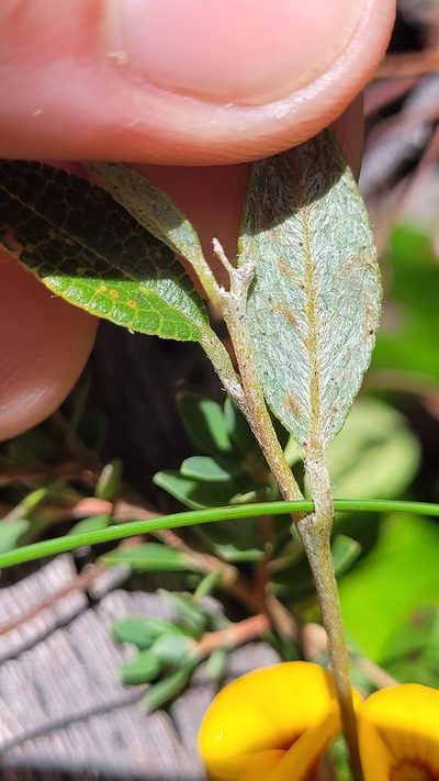 Mirbelia platylobioides, photographed by Eamonn Culhane