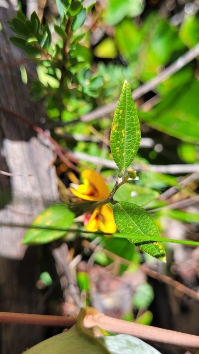 Mirbelia platylobioides, photographed by Eamonn Culhane