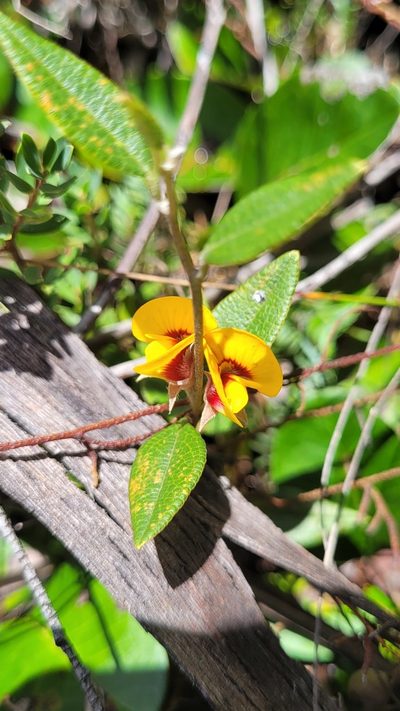 Mirbelia platylobioides, photographed by Eamonn Culhane