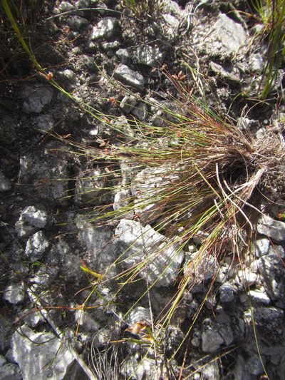 Ficinia tristachya, photographed by douglaseustonbrown