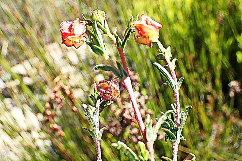 Hermannia angularis, photographed by Di Turner