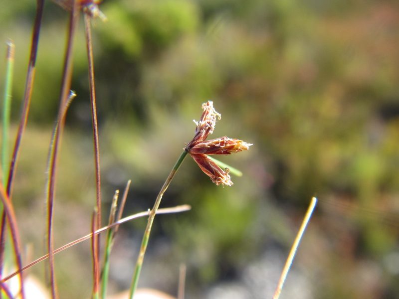 Ficinia tristachya, photographed by douglaseustonbrown
