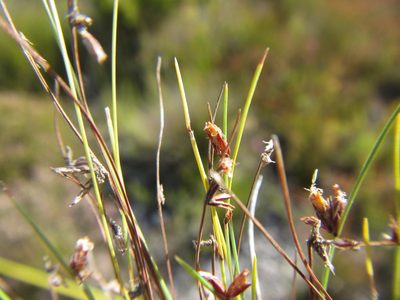 Ficinia tristachya, photographed by douglaseustonbrown