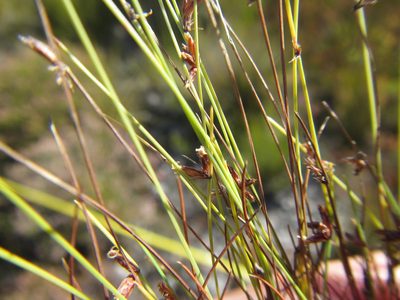 Ficinia tristachya, photographed by douglaseustonbrown