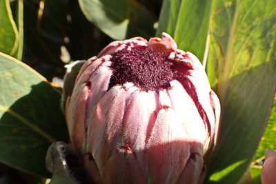 Protea lorifolia, photographed by Di Turner