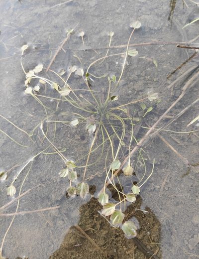 Halerpestes sarmentosa, photographed by Юлия