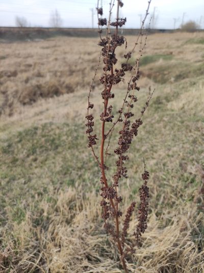 Rumex stenophyllus, photographed by Юлия
