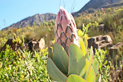 Protea eximia, photographed by Di Turner