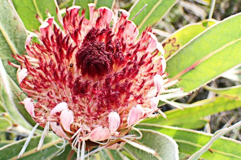 Protea lorifolia, photographed by Di Turner