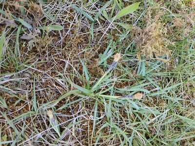 Carex flacca, photographed by Ben Deed